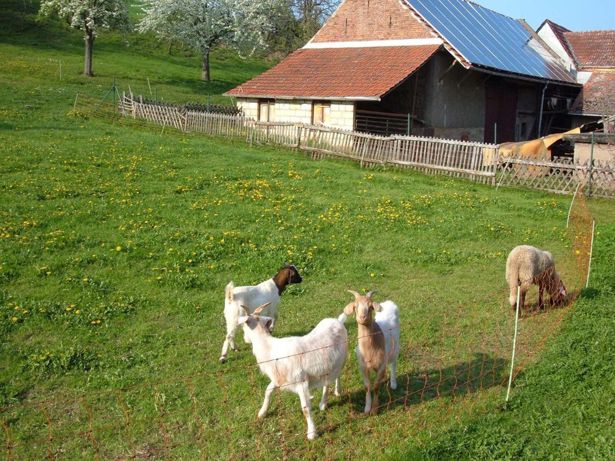 Ferienwohnungen allerleigrün Langenroda Exterior foto
